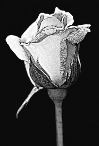 Гравировка бутона розы ЦВ6